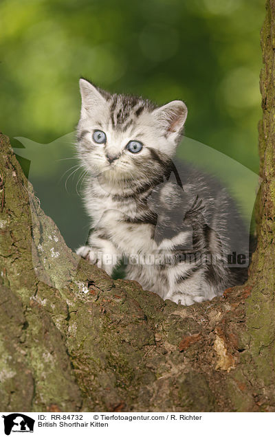 Britisch Kurzhaar Ktzchen / British Shorthair Kitten / RR-84732