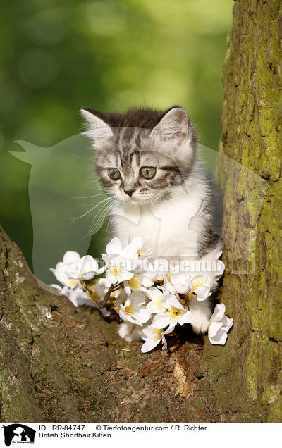 Britisch Kurzhaar Ktzchen / British Shorthair Kitten / RR-84747