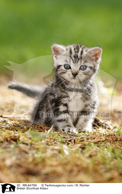 Britisch Kurzhaar Ktzchen / British Shorthair Kitten / RR-84766