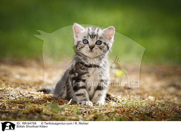 Britisch Kurzhaar Ktzchen / British Shorthair Kitten / RR-84768