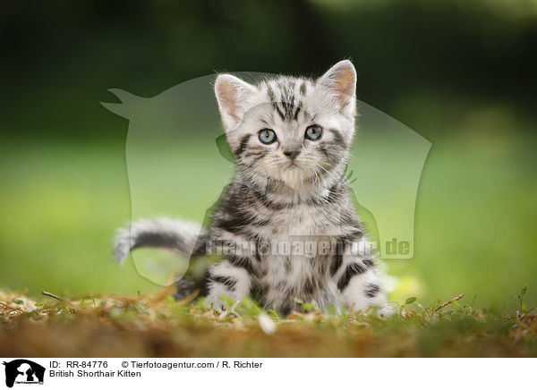 Britisch Kurzhaar Ktzchen / British Shorthair Kitten / RR-84776