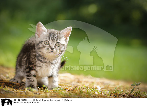 Britisch Kurzhaar Ktzchen / British Shorthair Kitten / RR-84824