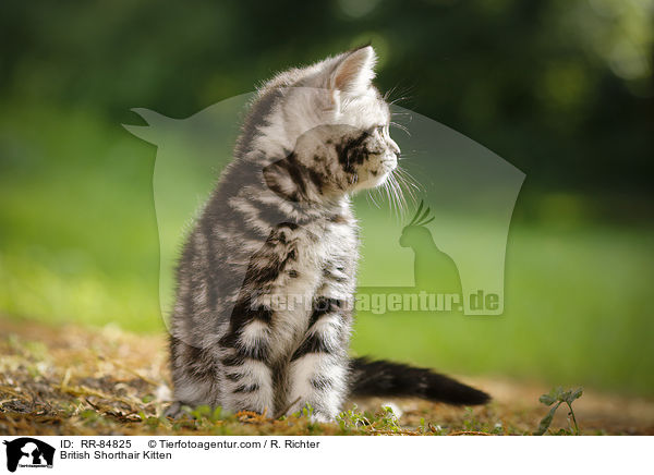 Britisch Kurzhaar Ktzchen / British Shorthair Kitten / RR-84825