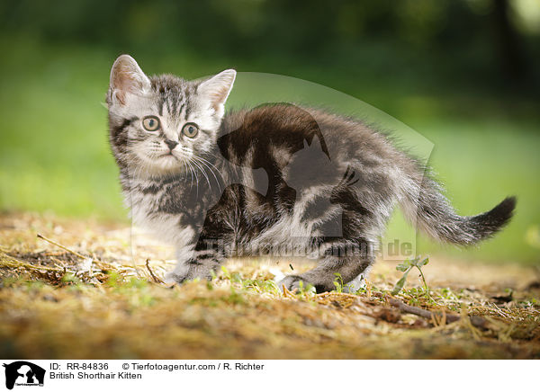 Britisch Kurzhaar Ktzchen / British Shorthair Kitten / RR-84836