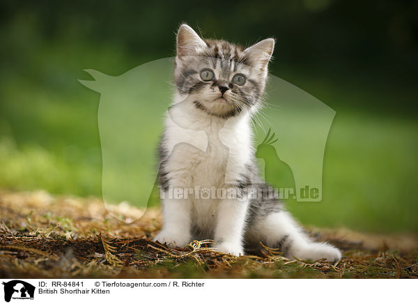 Britisch Kurzhaar Ktzchen / British Shorthair Kitten / RR-84841