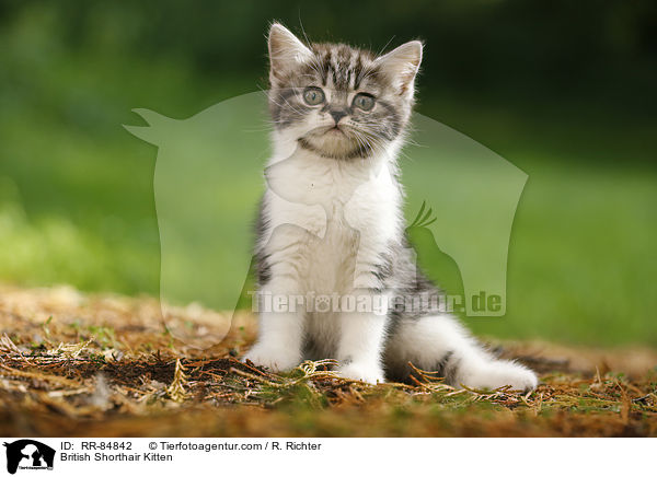 Britisch Kurzhaar Ktzchen / British Shorthair Kitten / RR-84842