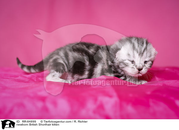 neugeborenes Britisch Kurzhaar Ktzchen / newborn British Shorthair kitten / RR-84899