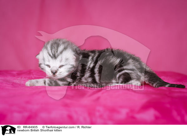 neugeborenes Britisch Kurzhaar Ktzchen / newborn British Shorthair kitten / RR-84905