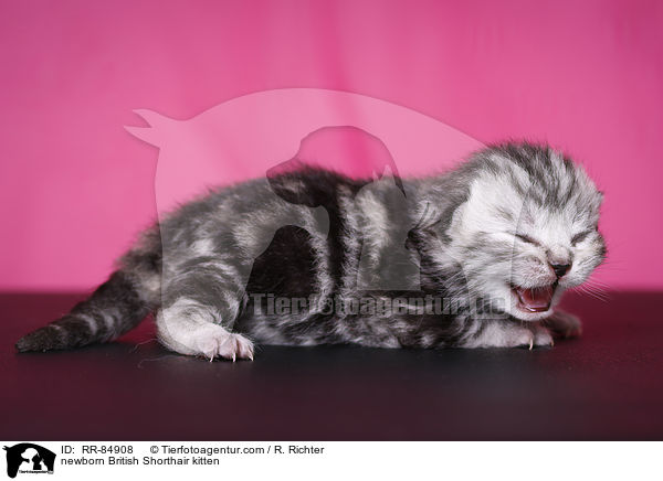 neugeborenes Britisch Kurzhaar Ktzchen / newborn British Shorthair kitten / RR-84908