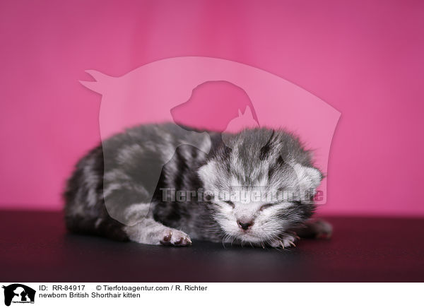 neugeborenes Britisch Kurzhaar Ktzchen / newborn British Shorthair kitten / RR-84917