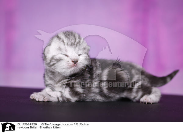 neugeborenes Britisch Kurzhaar Ktzchen / newborn British Shorthair kitten / RR-84926