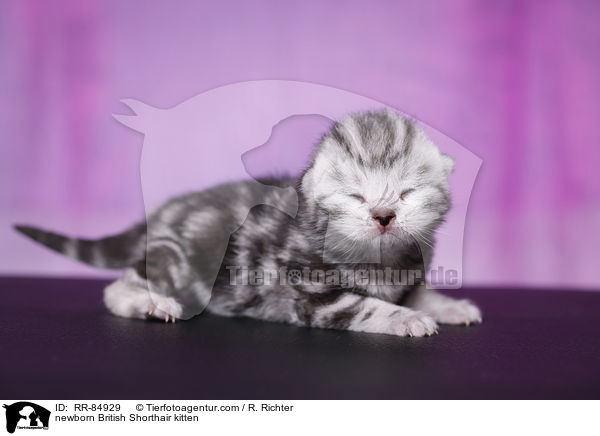 neugeborenes Britisch Kurzhaar Ktzchen / newborn British Shorthair kitten / RR-84929