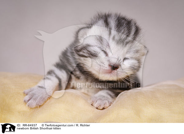 neugeborenes Britisch Kurzhaar Ktzchen / newborn British Shorthair kitten / RR-84937