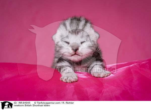 neugeborenes Britisch Kurzhaar Ktzchen / newborn British Shorthair kitten / RR-84945