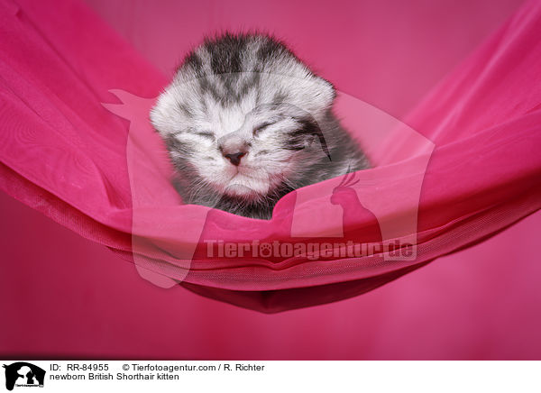 neugeborenes Britisch Kurzhaar Ktzchen / newborn British Shorthair kitten / RR-84955
