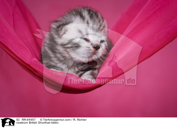 neugeborenes Britisch Kurzhaar Ktzchen / newborn British Shorthair kitten / RR-84957