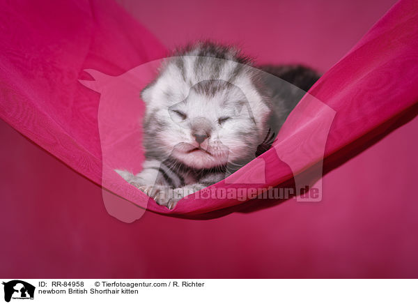 neugeborenes Britisch Kurzhaar Ktzchen / newborn British Shorthair kitten / RR-84958