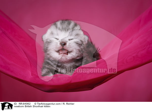 neugeborenes Britisch Kurzhaar Ktzchen / newborn British Shorthair kitten / RR-84962