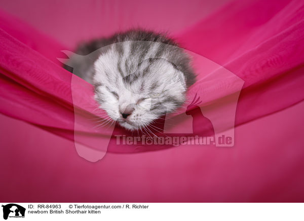 neugeborenes Britisch Kurzhaar Ktzchen / newborn British Shorthair kitten / RR-84963