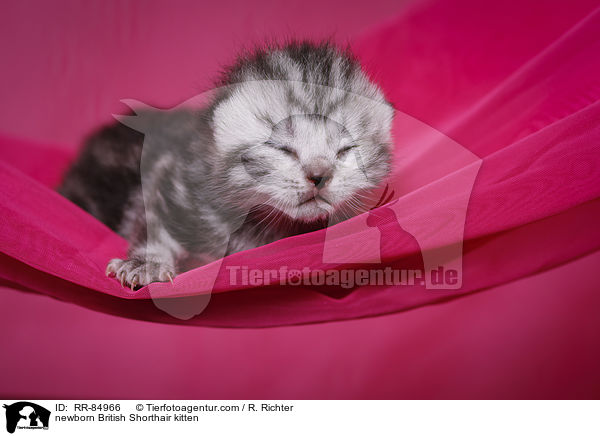 neugeborenes Britisch Kurzhaar Ktzchen / newborn British Shorthair kitten / RR-84966