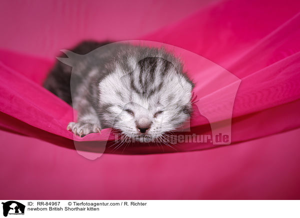 neugeborenes Britisch Kurzhaar Ktzchen / newborn British Shorthair kitten / RR-84967