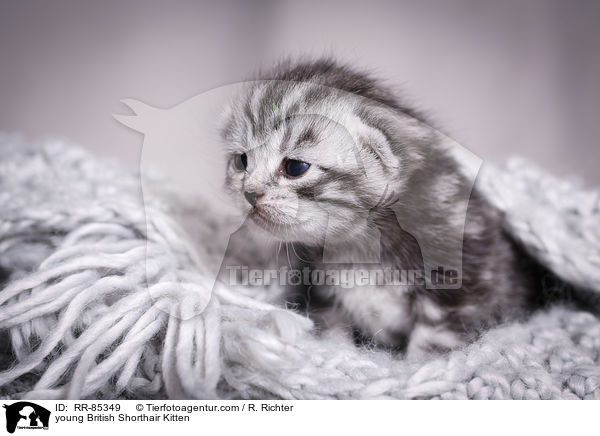 junges Britisch Kurzhaar Ktzchen / young British Shorthair Kitten / RR-85349