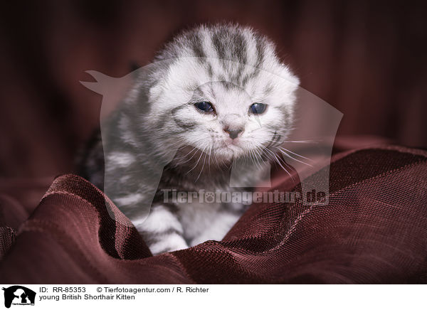 junges Britisch Kurzhaar Ktzchen / young British Shorthair Kitten / RR-85353