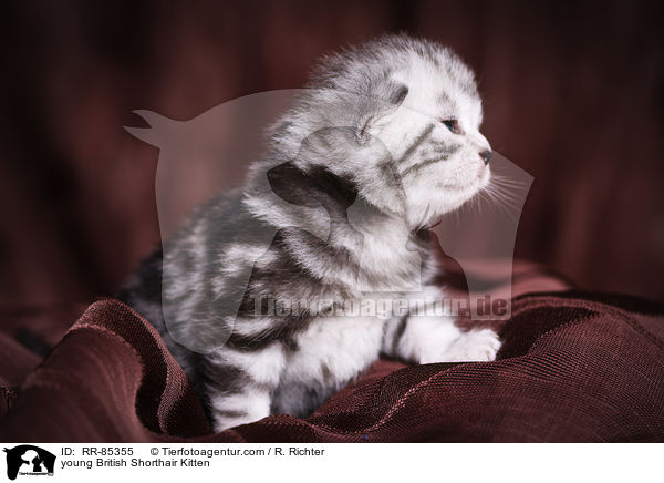 junges Britisch Kurzhaar Ktzchen / young British Shorthair Kitten / RR-85355