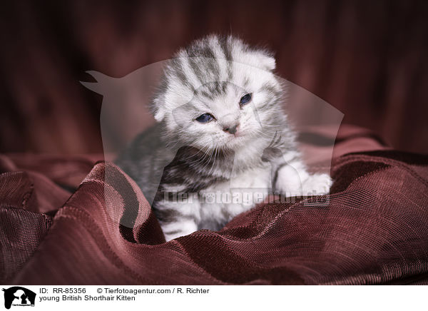 junges Britisch Kurzhaar Ktzchen / young British Shorthair Kitten / RR-85356