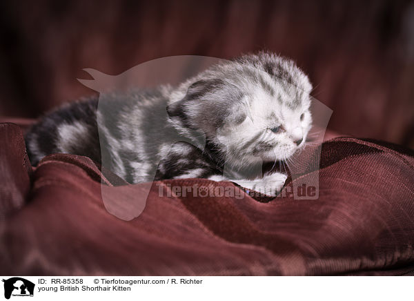 junges Britisch Kurzhaar Ktzchen / young British Shorthair Kitten / RR-85358