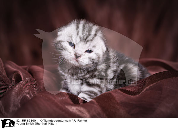 junges Britisch Kurzhaar Ktzchen / young British Shorthair Kitten / RR-85360