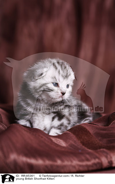 junges Britisch Kurzhaar Ktzchen / young British Shorthair Kitten / RR-85361