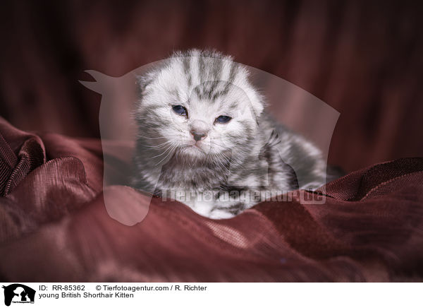 junges Britisch Kurzhaar Ktzchen / young British Shorthair Kitten / RR-85362