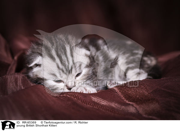 junges Britisch Kurzhaar Ktzchen / young British Shorthair Kitten / RR-85369