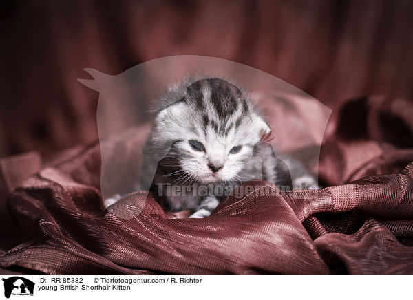 junges Britisch Kurzhaar Ktzchen / young British Shorthair Kitten / RR-85382