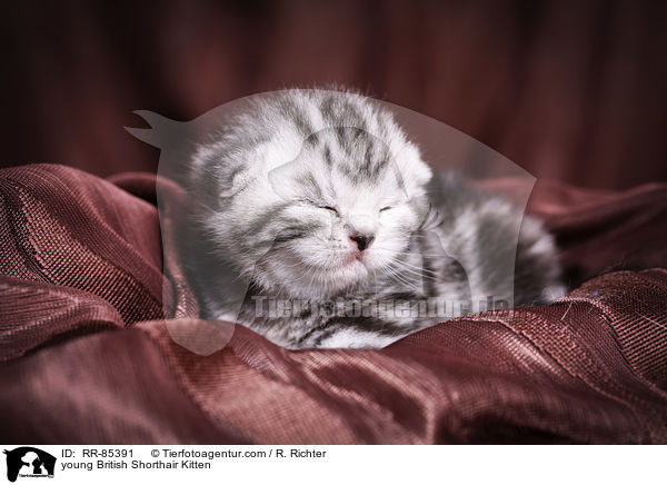 junges Britisch Kurzhaar Ktzchen / young British Shorthair Kitten / RR-85391