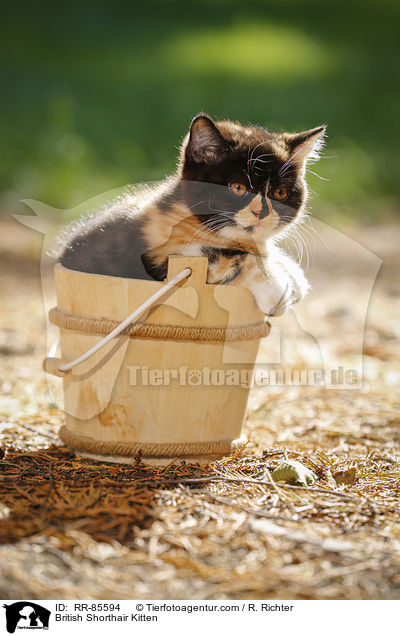 Britisch Kurzhaar Ktzchen / British Shorthair Kitten / RR-85594