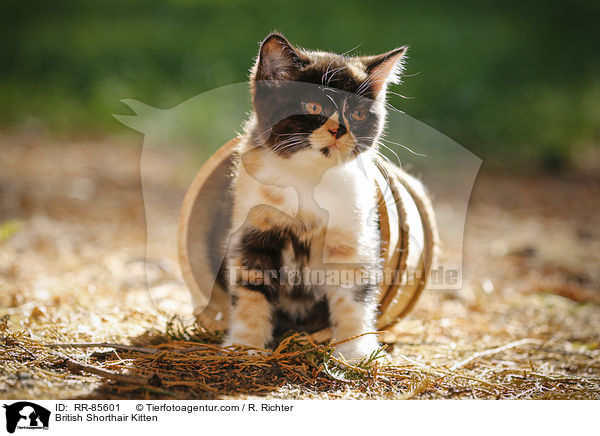 Britisch Kurzhaar Ktzchen / British Shorthair Kitten / RR-85601