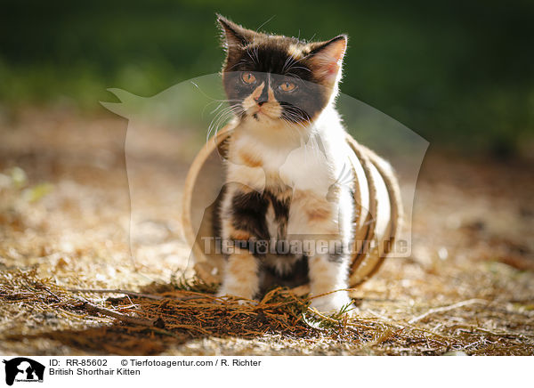 British Shorthair Kitten / RR-85602