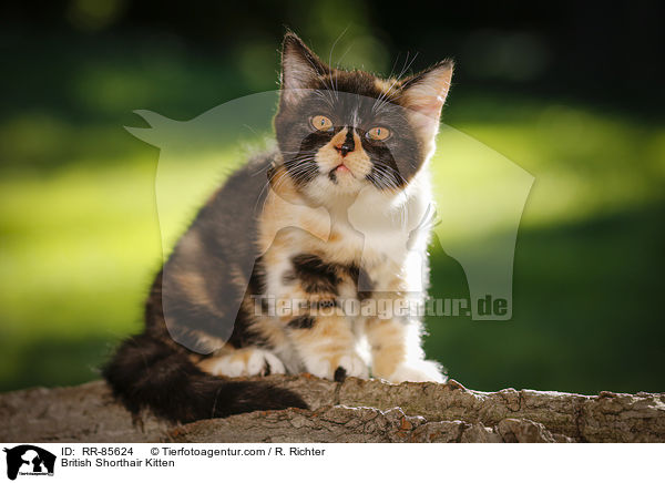 Britisch Kurzhaar Ktzchen / British Shorthair Kitten / RR-85624