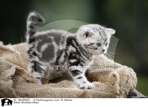 Britisch Kurzhaar Ktzchen / British Shorthair Kitten / RR-85650