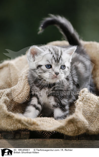 Britisch Kurzhaar Ktzchen / British Shorthair Kitten / RR-85661