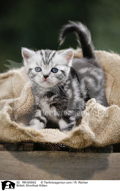 Britisch Kurzhaar Ktzchen / British Shorthair Kitten / RR-85662