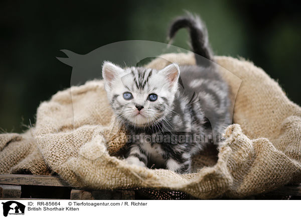 Britisch Kurzhaar Ktzchen / British Shorthair Kitten / RR-85664