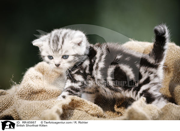 Britisch Kurzhaar Ktzchen / British Shorthair Kitten / RR-85667