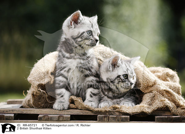 2 Britisch Kurzhaar Ktzchen / 2 British Shorthair Kitten / RR-85721