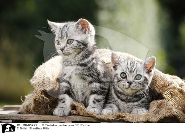 2 Britisch Kurzhaar Ktzchen / 2 British Shorthair Kitten / RR-85722