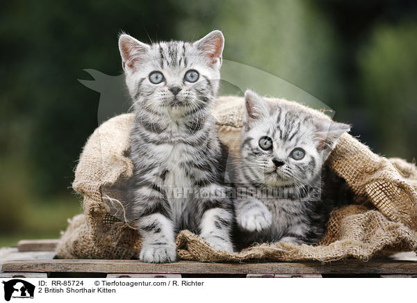 2 Britisch Kurzhaar Ktzchen / 2 British Shorthair Kitten / RR-85724