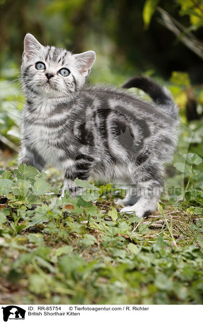 Britisch Kurzhaar Ktzchen / British Shorthair Kitten / RR-85754