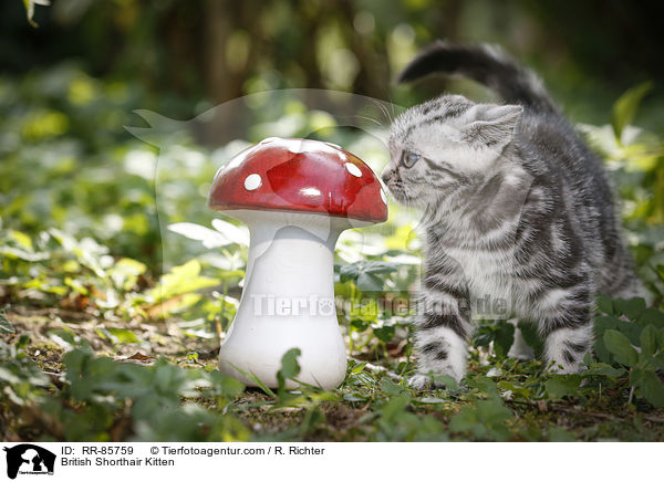 Britisch Kurzhaar Ktzchen / British Shorthair Kitten / RR-85759